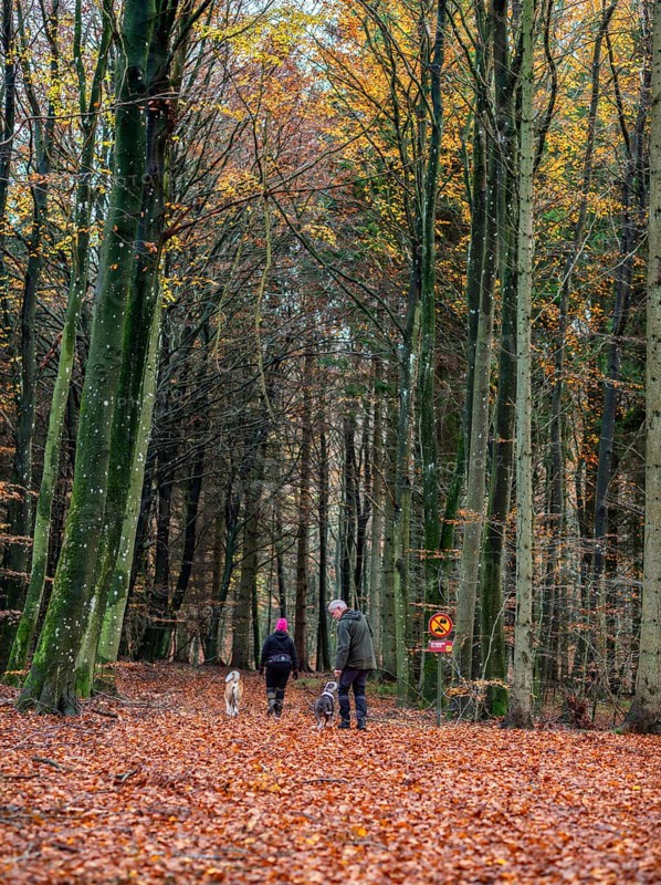A couple with dogs walks on a forest path in autumn in Fyledalen