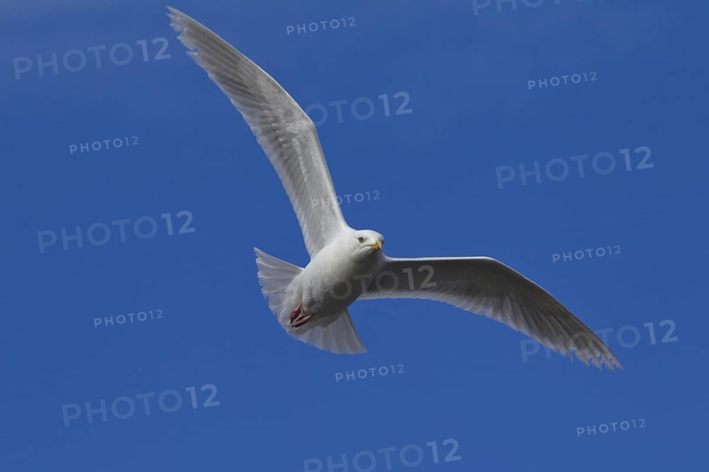 Glaucous gull