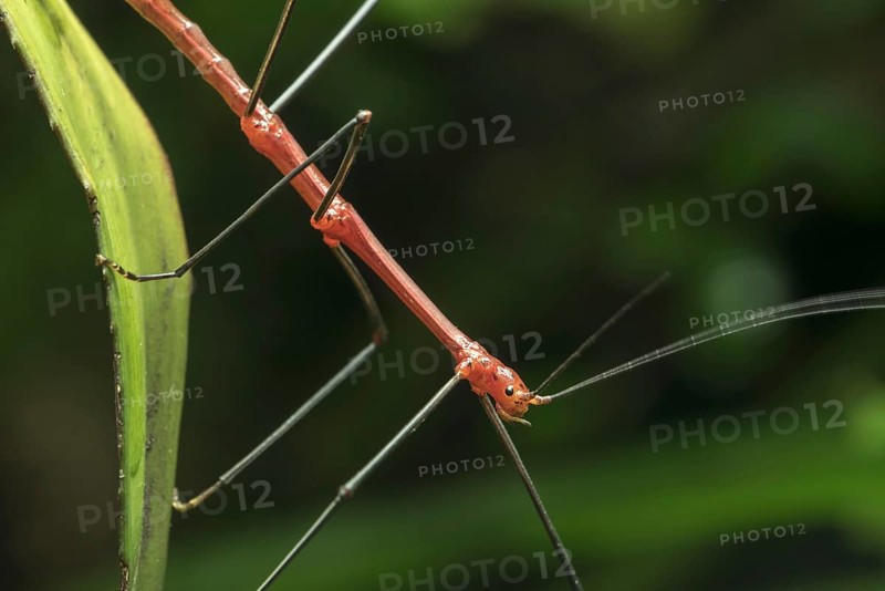 Peruvian fern stick insect