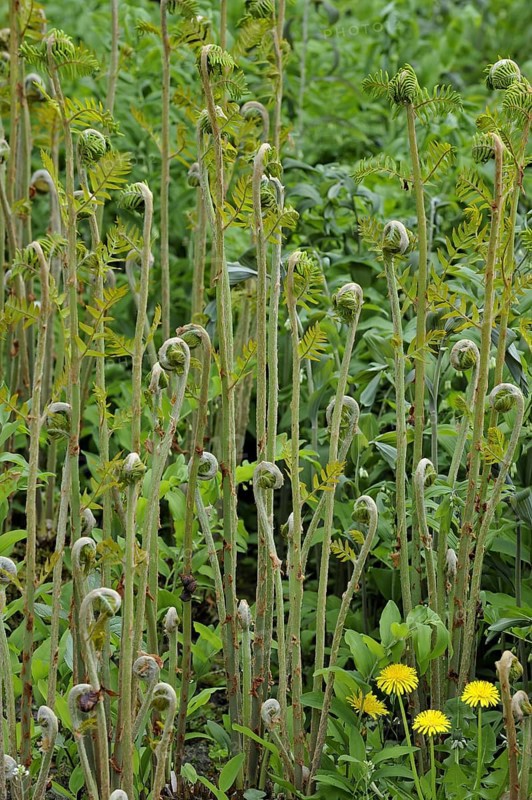 Royal fern