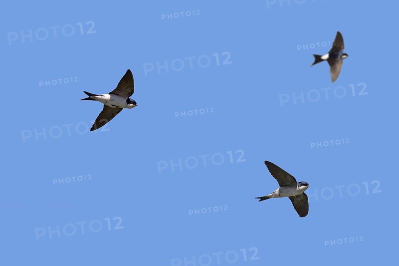 Three common house martins
