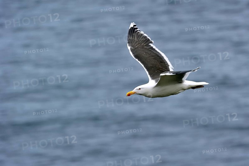 Greater Black-backed Gull