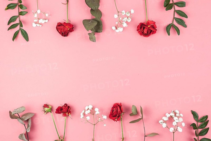 Row rose baby s breath leafs arranged peach backdrop