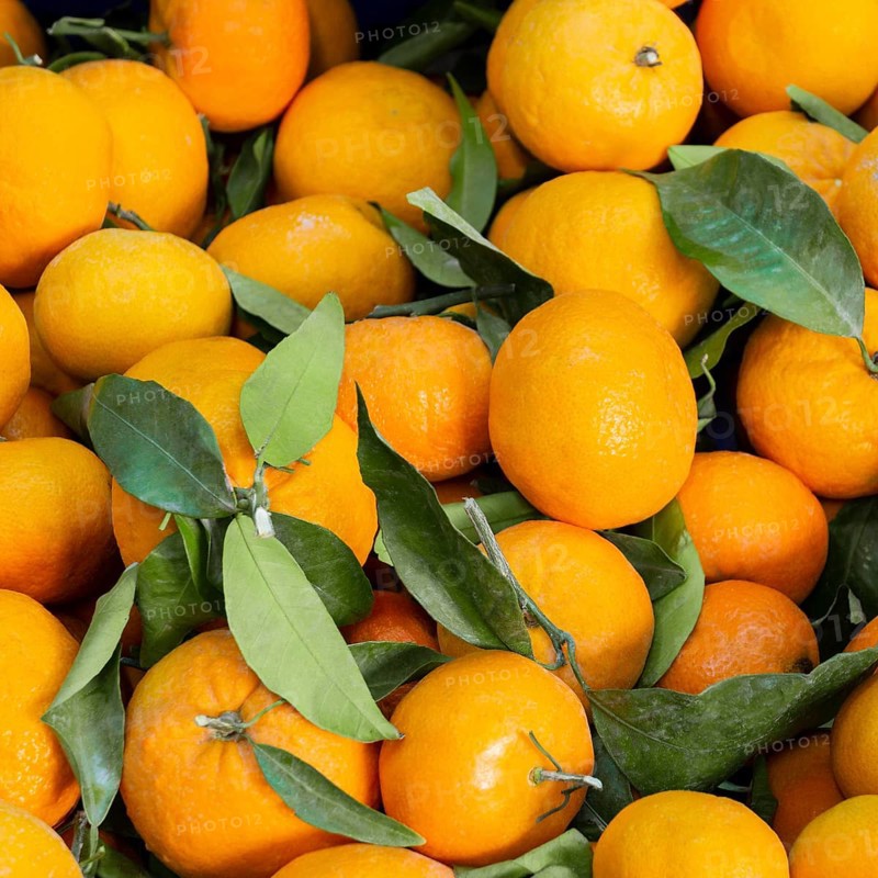 Top view arrangement with tangerines