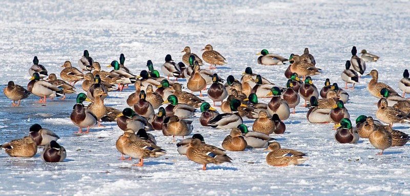 Flock of mallards