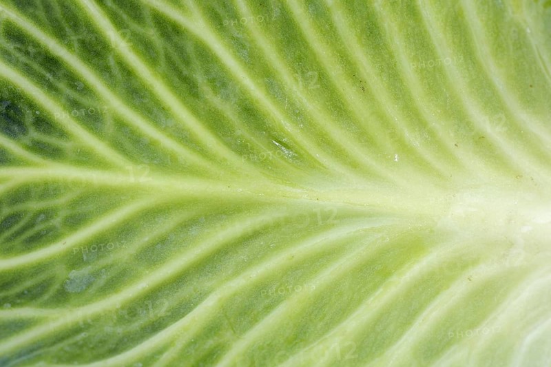 White cabbage