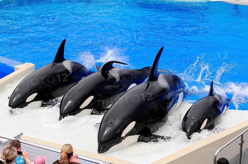 Dressed killer whales