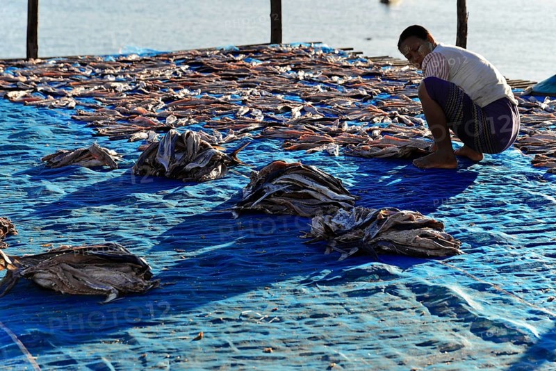 Fish spread out to dry on blue nets on the beach of Ngapali fishing village