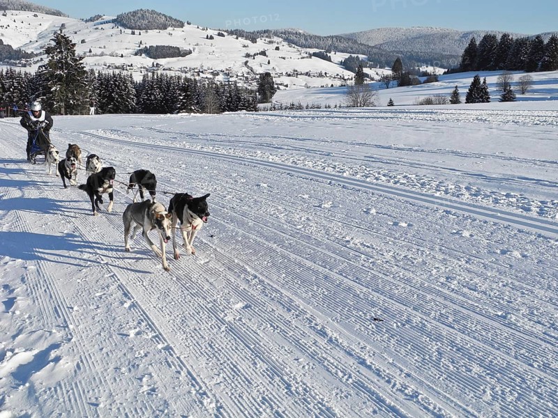 Double team with 8 dogs at a sled dog race