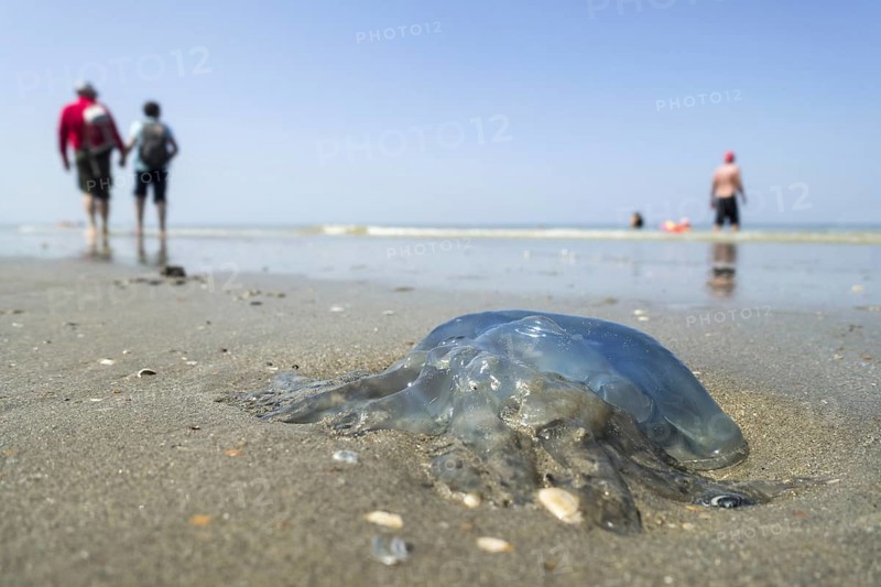 Barrel jellyfish