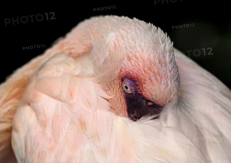 Lesser flamingo