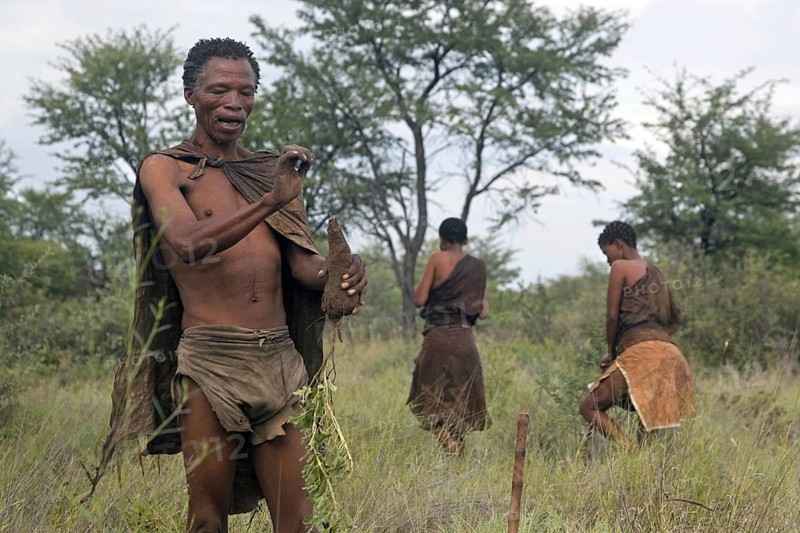 Bushman gathering roots in the Kalahari desert near Ghanzi