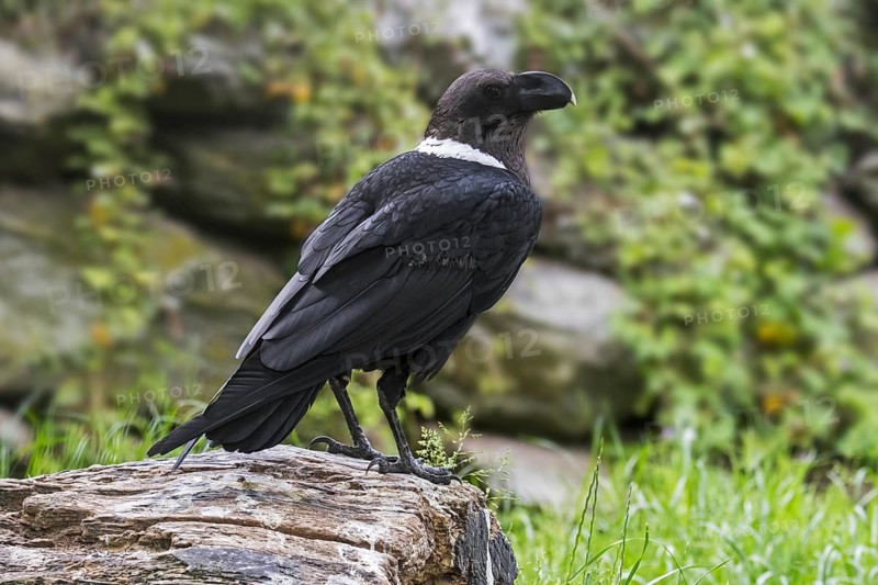 Thick-billed raven