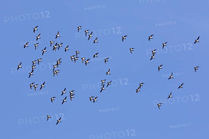 Little auks