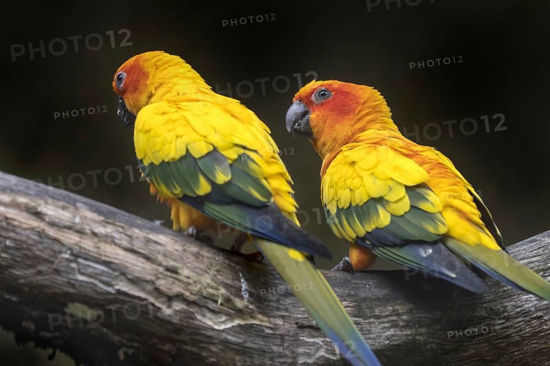 Two sun parakeets sun conures