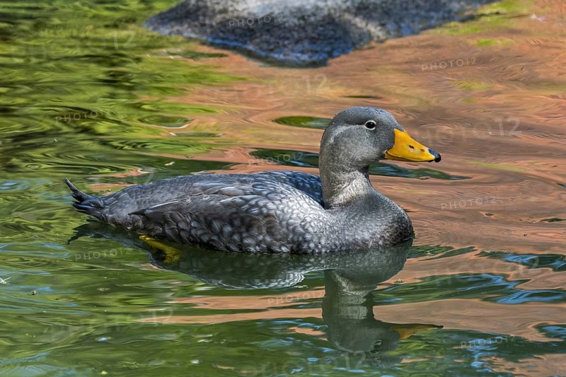 Swimming Fuegian steamer duck
