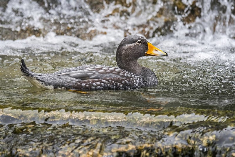 Fuegian steamer duck