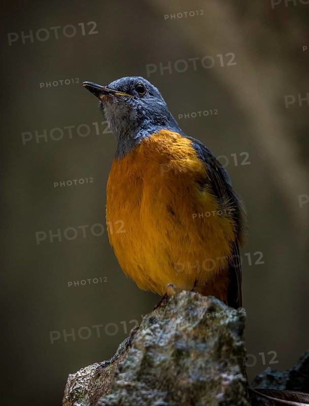 Madagascar Rock Thrush