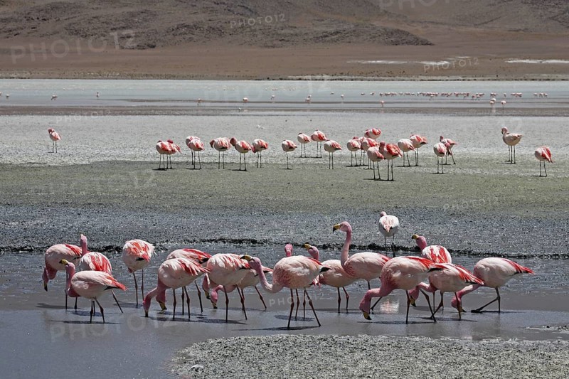 James's Flamingos