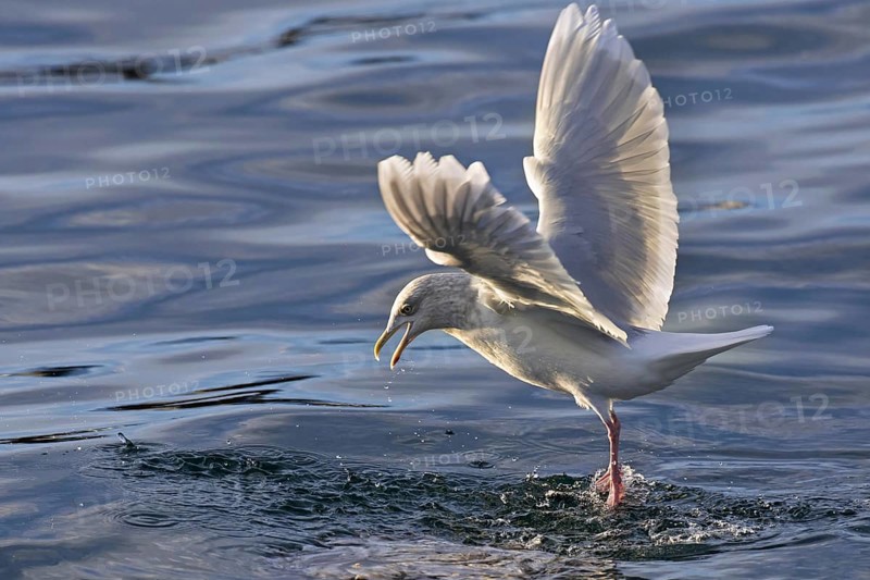 Iceland gull