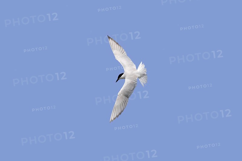 Gull-billed tern