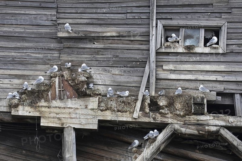 Black-legged kittiwakes
