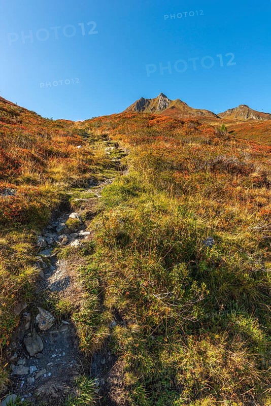 Autumnal red-coloured alpine bearberry