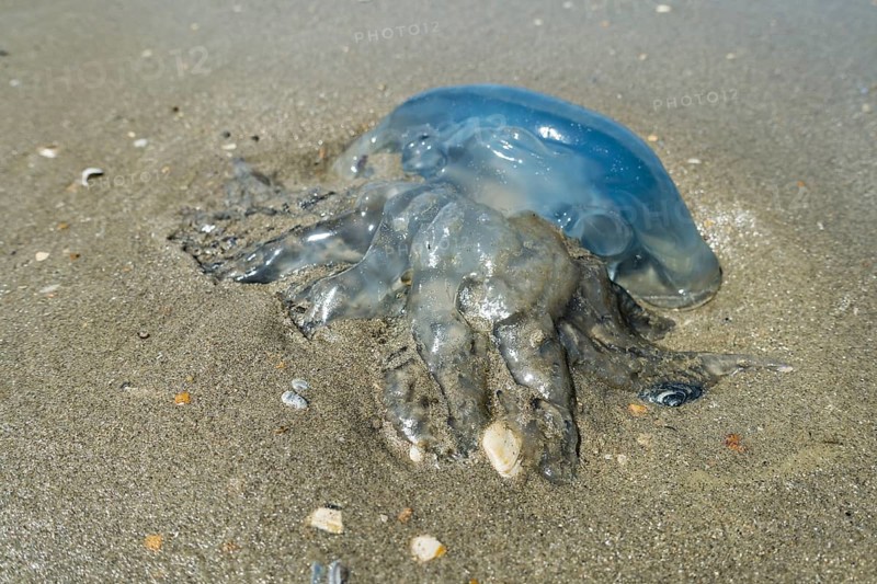 Barrel jellyfish
