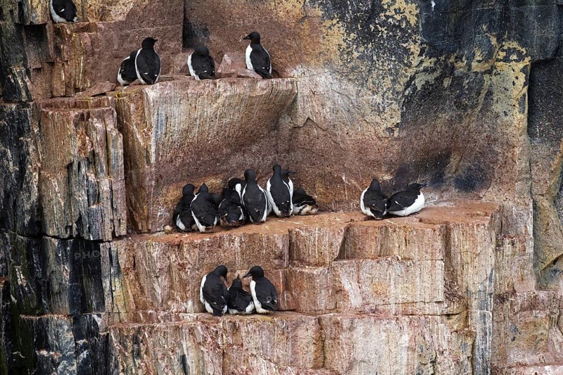 Thick-billed murres