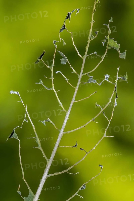 Damaged leaf of blueberry cultivar