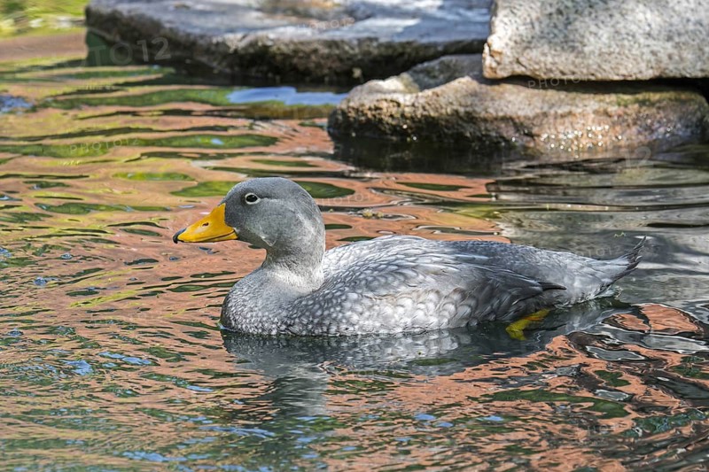 Swimming Fuegian steamer duck