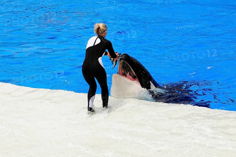 Dressed killer whale