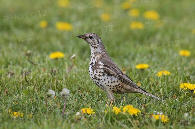 Mistle thrush