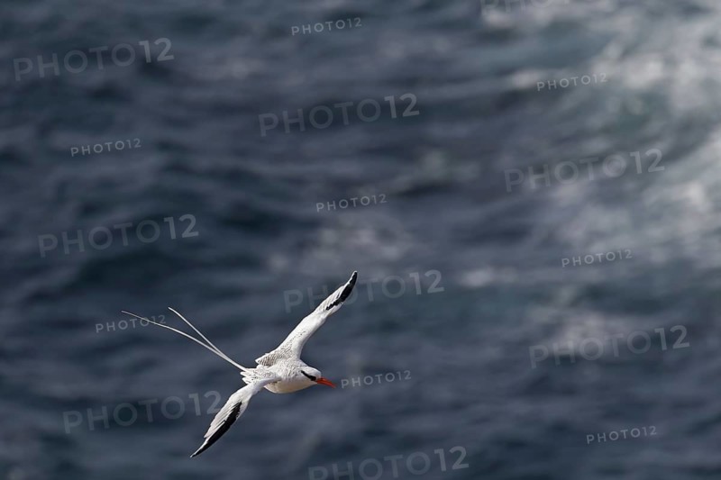 Red-billed tropicbird