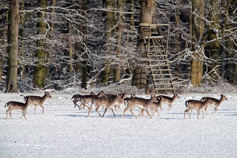 Herd of European fallow deer