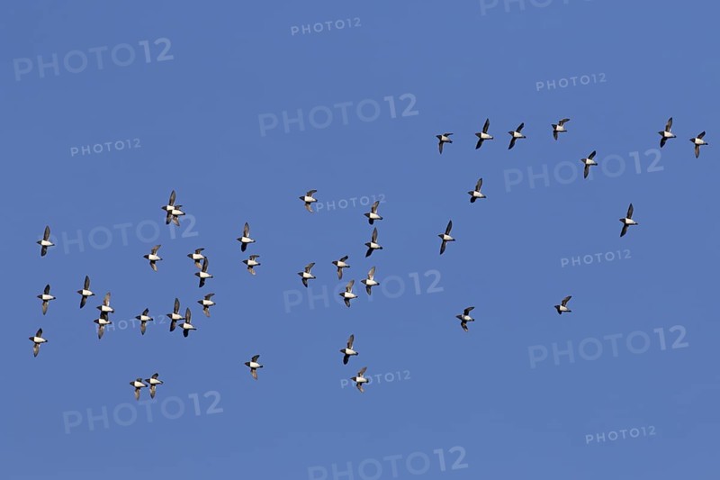 Little auks