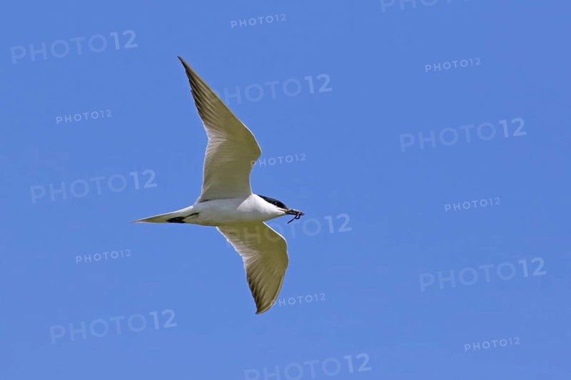 Gull-billed tern