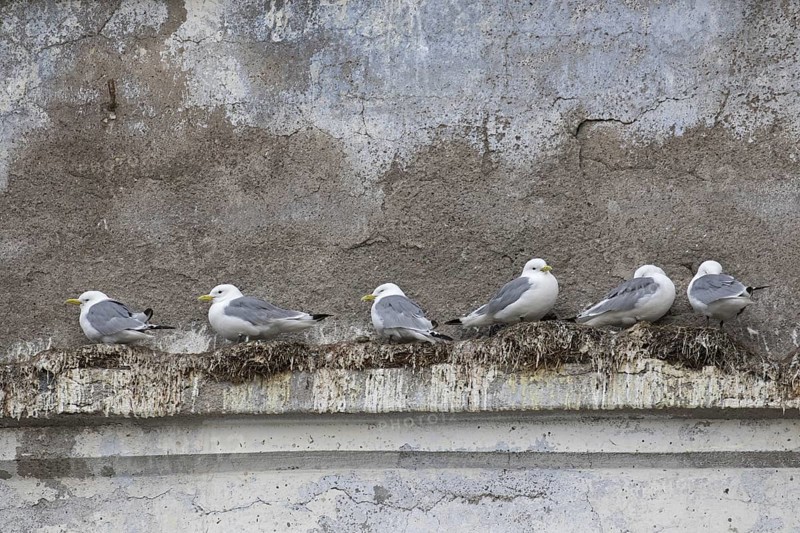 Black-legged kittiwakes
