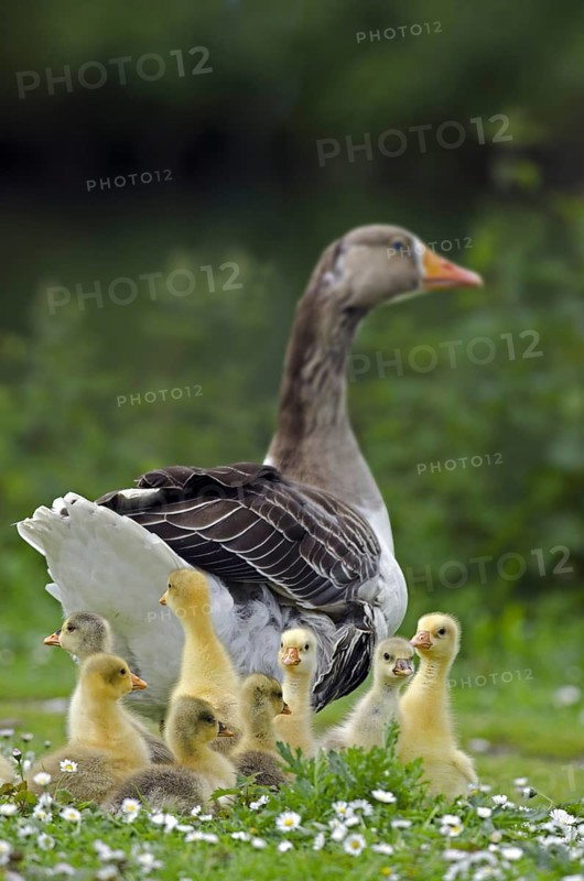 Domestic goose