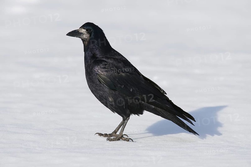 Rook