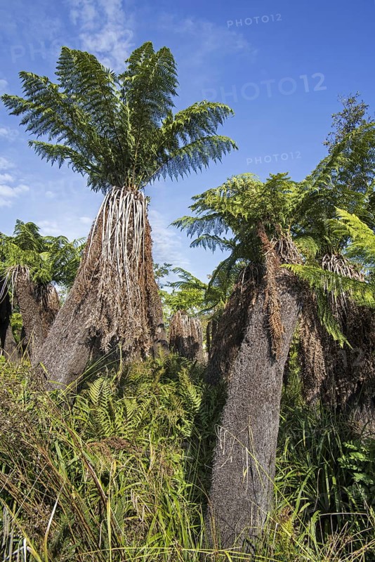 Soft tree ferns
