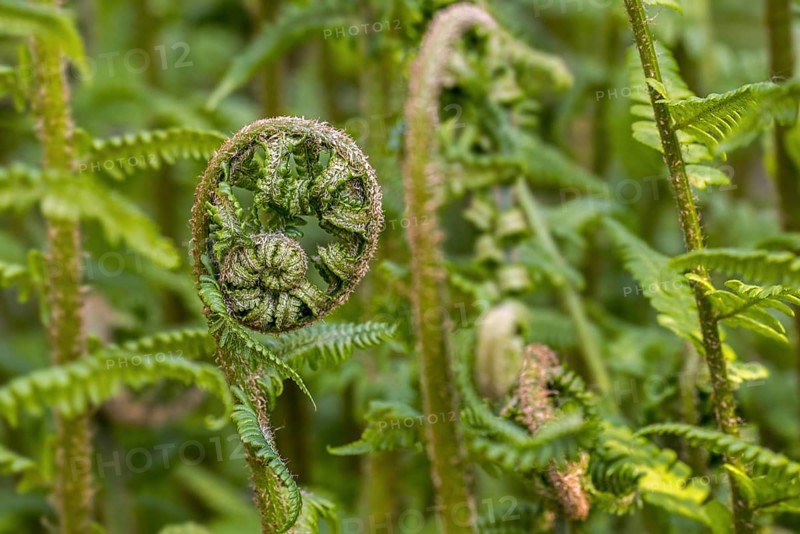 Male fern