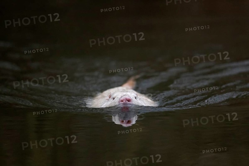 Leucistic coypu