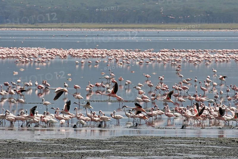 Lesser flamingos