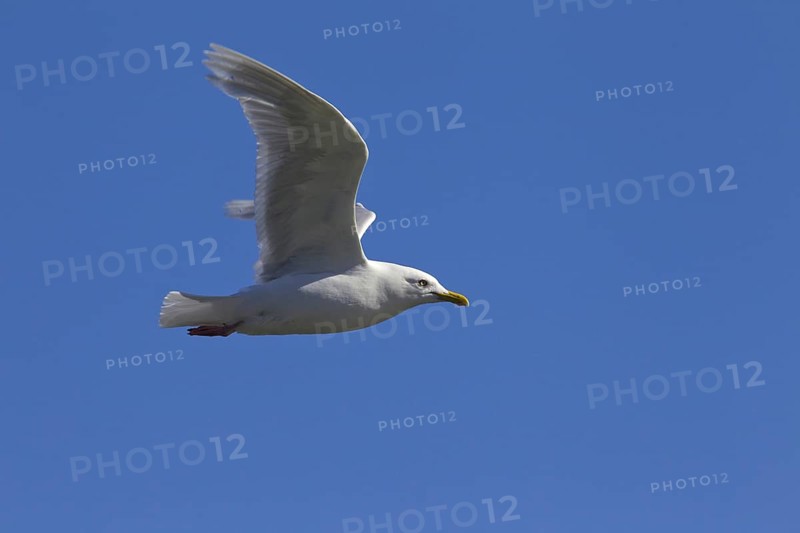 Iceland Gull
