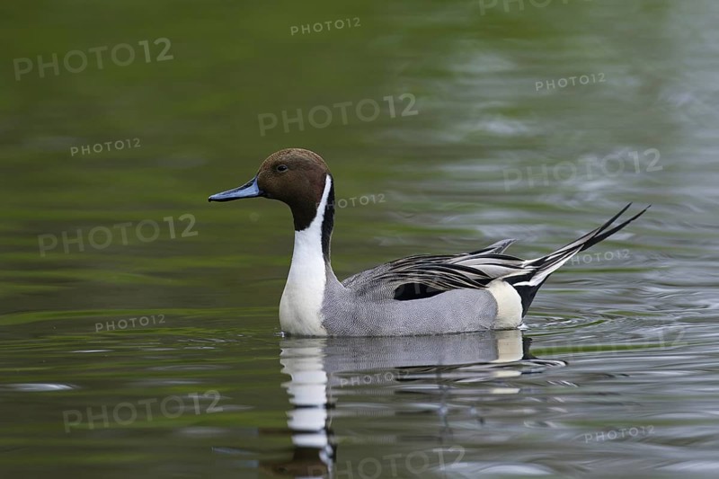 Northern Pintail