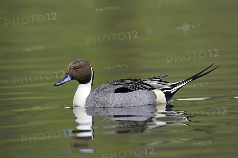 Northern Pintail