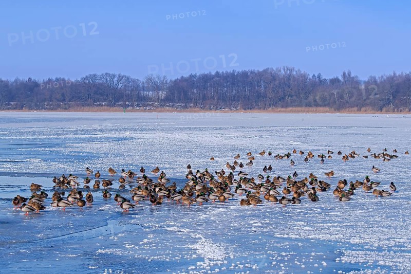 Flock of mallards