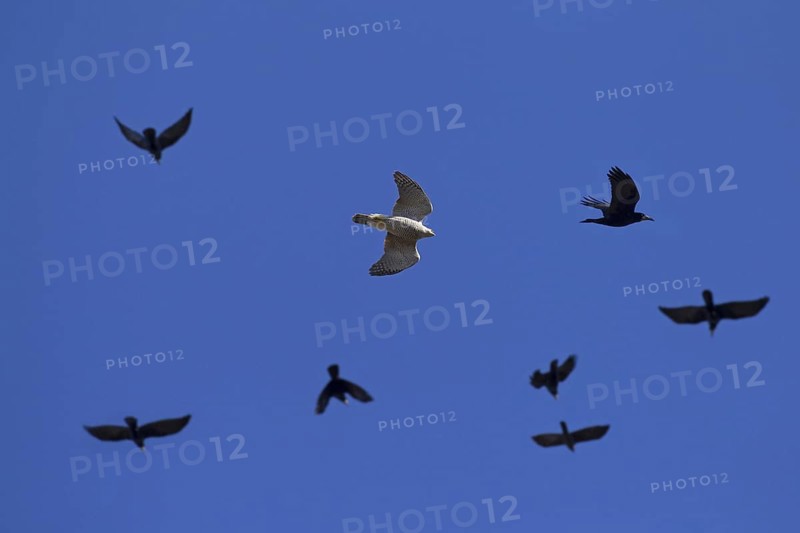 Northern goshawk