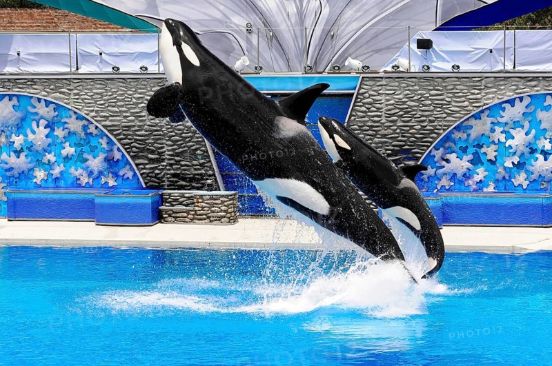 Dressed killer whales